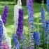 Delphinium: slijetanje i njega